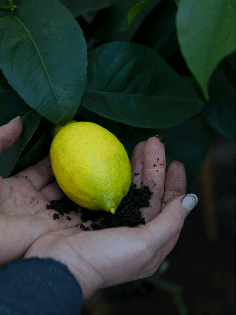 From Our Soil to Your Table